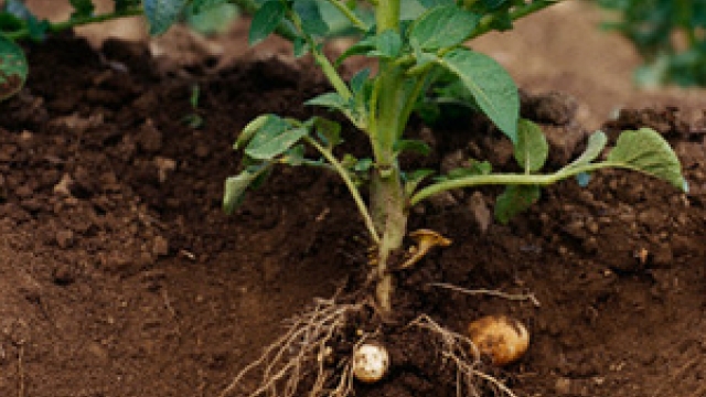 Potato Pals: Companion Plants for Thriving Taters!