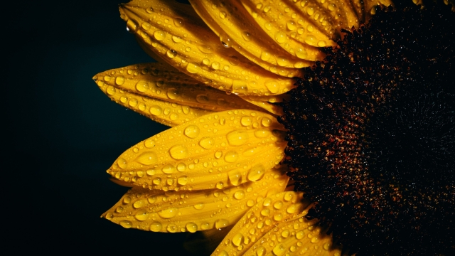 Unmasking the Secret Pest: How to Protect Your Sunflowers from Cabbage Worms