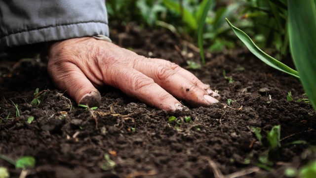 Unlocking the Power of Organic Soil and Fertilizer for Thriving Gardens