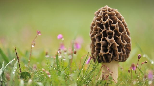 From Spores to Harvest: Unveiling the Art of Mushroom Cultivation