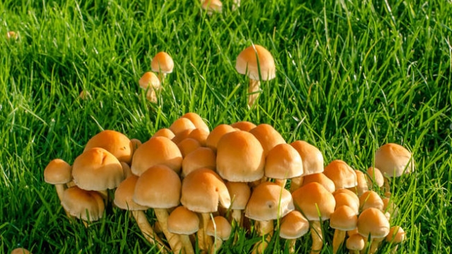 From Spores to Shrooms: The Art of Mushroom Cultivation