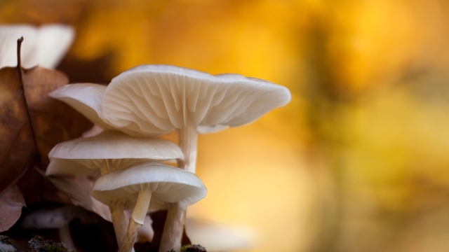 Fungi Fever: Unveiling the Secrets of Mushroom Cultivation