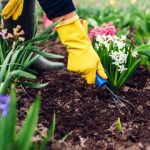 The Green Thumb’s Guide: Unlocking the Secrets of Organic Gardening